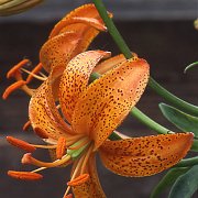 Nepera - floret
